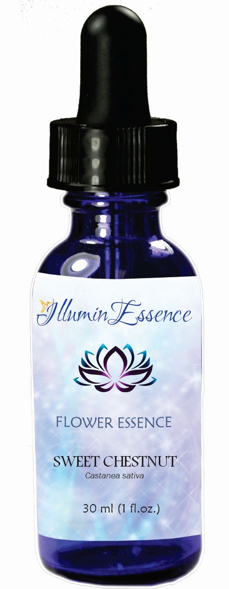 Illumin-essence-sweet-chestnut-flower-essence